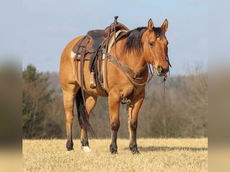 Quarter horse américain Hongre 12 Ans 152 cm in Clarion, PA