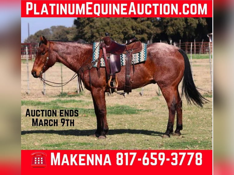 Quarter horse américain Hongre 12 Ans 152 cm Roan-Bay in LIpan TX