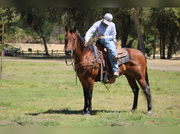 Quarter horse américain Hongre 12 Ans 152 cm Roan-Bay in Paicines CA