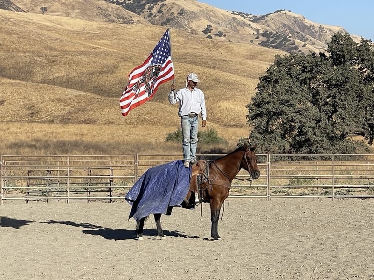 Quarter horse américain Hongre 12 Ans 152 cm Roan-Bay in Paicines CA