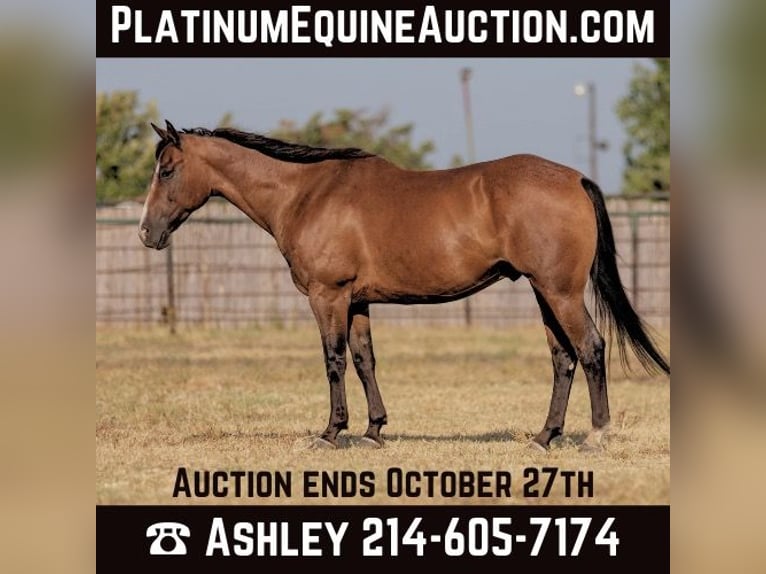 Quarter horse américain Hongre 12 Ans 152 cm Roan-Bay in Weatherford TX