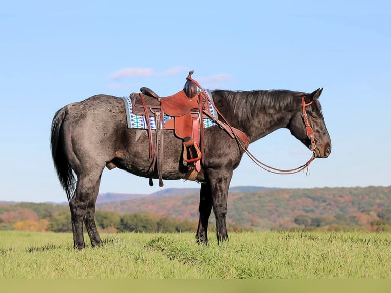 Quarter horse américain Hongre 12 Ans 152 cm Rouan Bleu in Clarion Quarter horse américain Hongre 12 Ans 152 cm Rouan Bleu in Clarion