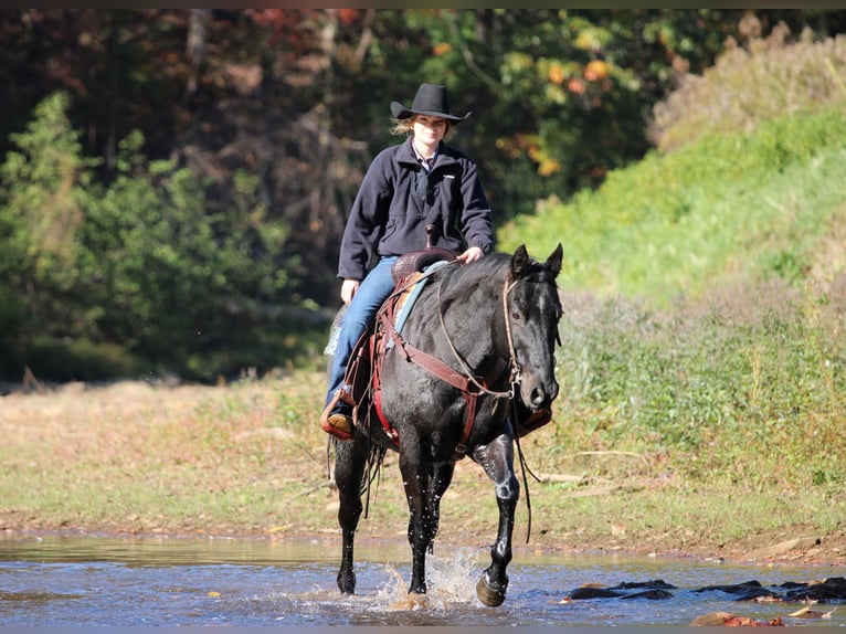 Quarter horse américain Hongre 12 Ans 152 cm Rouan Bleu in Clarion Quarter horse américain Hongre 12 Ans 152 cm Rouan Bleu in Clarion