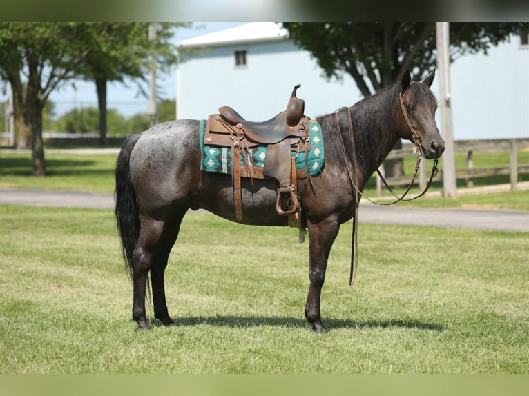 Quarter horse américain Hongre 12 Ans 152 cm Rouan Bleu in Charleston IL