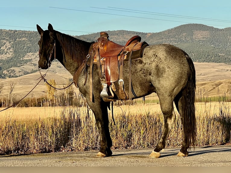 Quarter horse américain Hongre 12 Ans 152 cm Rouan Bleu in Drummond, MT