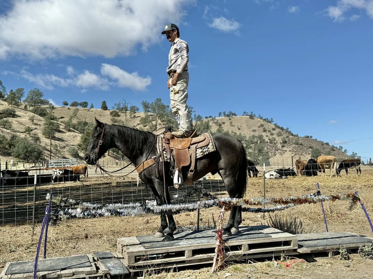 Quarter horse américain Hongre 12 Ans 152 cm Rouan Bleu in Paicines CA