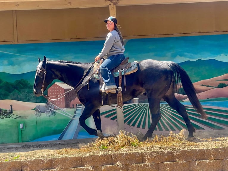 Quarter horse américain Hongre 12 Ans 152 cm Rouan Bleu in Paicines, CA