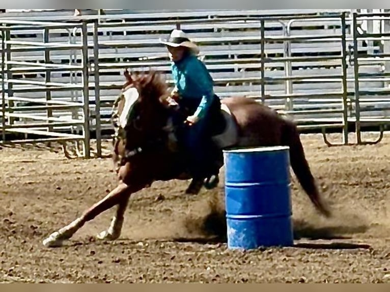 Quarter horse américain Hongre 12 Ans 152 cm Rouan Rouge in Shippenville, PA