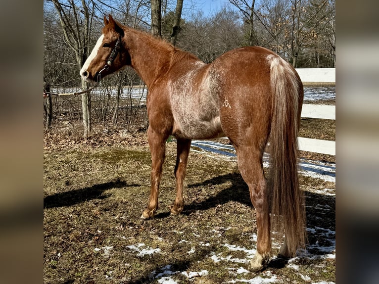Quarter horse américain Hongre 12 Ans 152 cm Rouan Rouge in Shippenville, PA