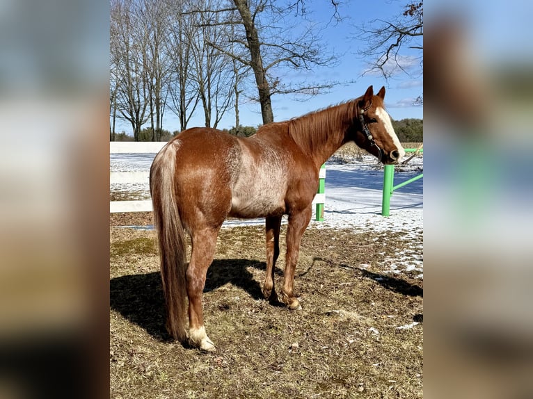 Quarter horse américain Hongre 12 Ans 152 cm Rouan Rouge in Shippenville, PA
