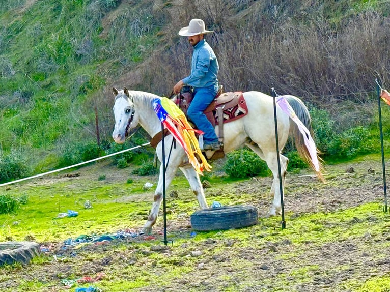 Quarter horse américain Hongre 12 Ans 152 cm Rouan Rouge in Paicines CA