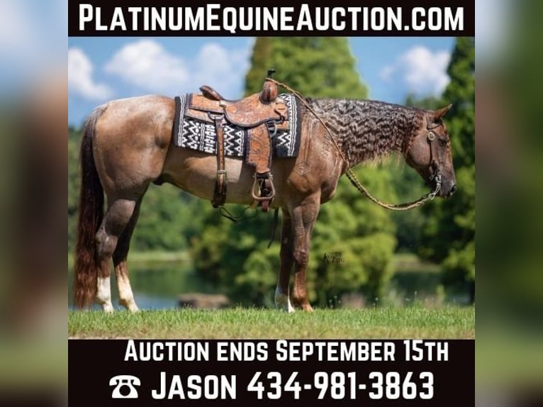 Quarter horse américain Hongre 12 Ans 152 cm Rouan Rouge in Robards KY