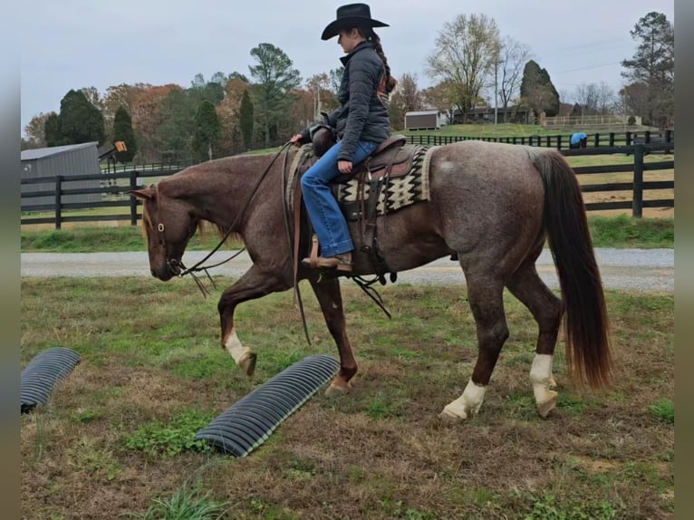Quarter horse américain Hongre 12 Ans 152 cm Rouan Rouge in Robards KY