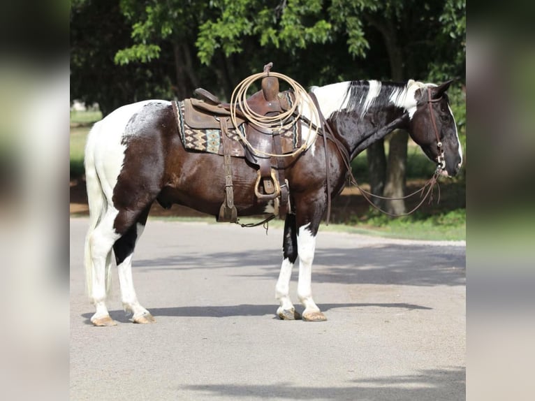 Quarter horse américain Hongre 12 Ans 152 cm Tobiano-toutes couleurs in Cleburne TX