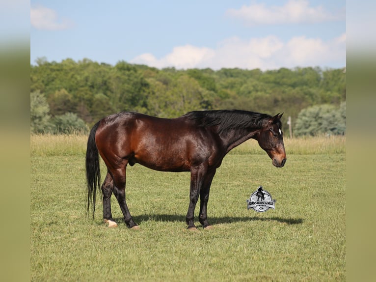 Quarter horse américain Hongre 12 Ans 152 cm  in Mount Vernon