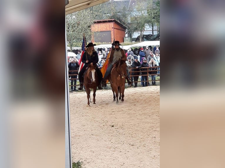 Quarter horse américain Hongre 12 Ans 153 cm Isabelle in Herschweiler-Pettersheim
