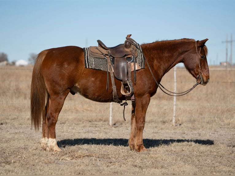 Quarter horse américain Hongre 12 Ans 155 cm Alezan brûlé in Amarillo TX