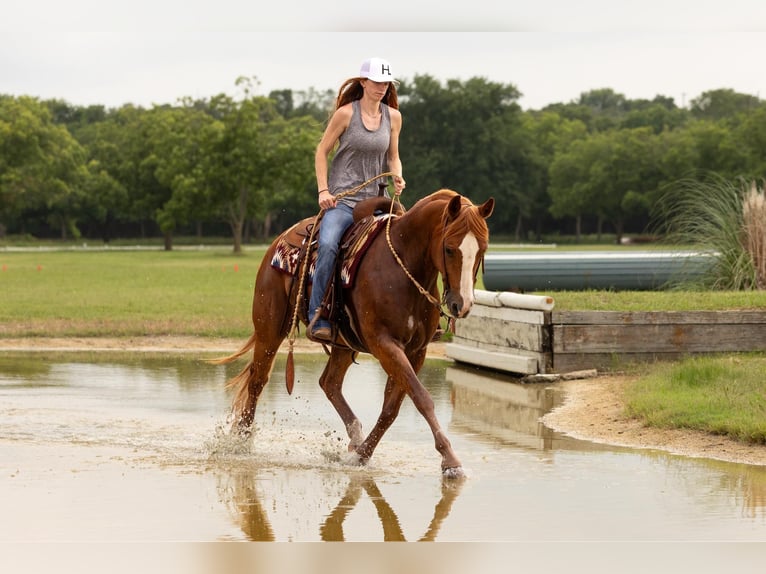 Quarter horse américain Hongre 12 Ans 155 cm Alezan brûlé in WEATHERFORD, TX