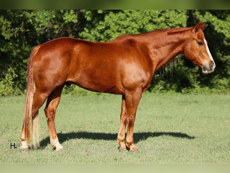 Quarter horse américain Hongre 12 Ans 155 cm Alezan brûlé in WEATHERFORD, TX