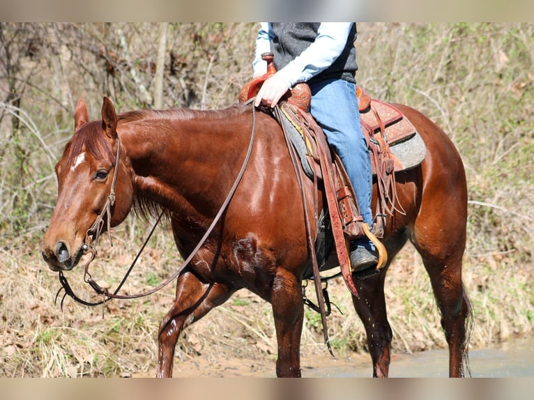 Quarter horse américain Hongre 12 Ans 155 cm Alezan brûlé in Hardinsburg IN