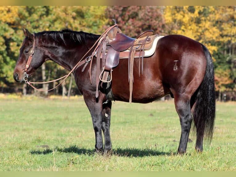 Quarter horse américain Croisé Hongre 12 Ans 155 cm Bai brun in Clarion, PA