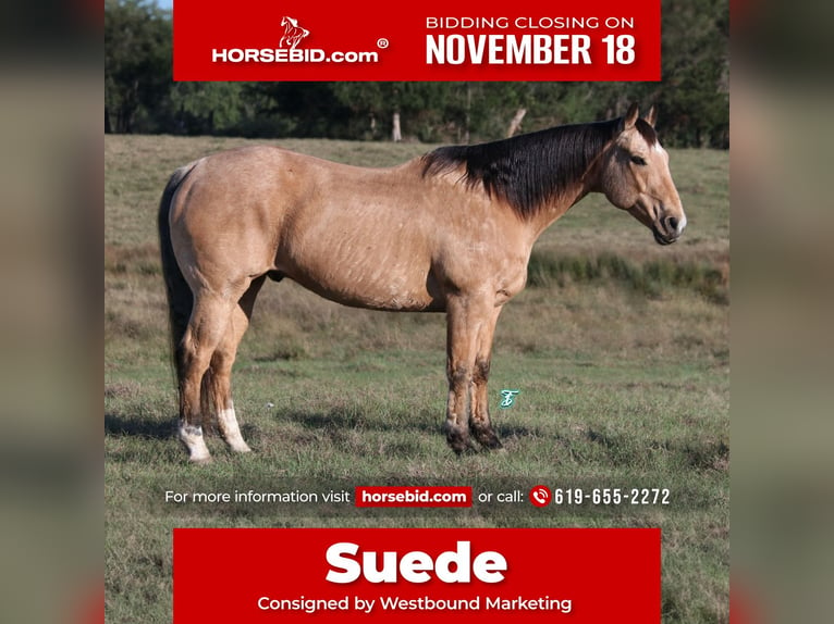 Quarter horse américain Hongre 12 Ans 155 cm Buckskin in Carthage, TX