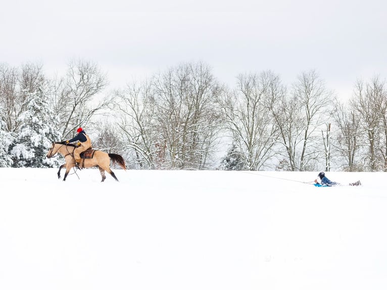 Quarter horse américain Hongre 12 Ans 155 cm Buckskin in Quitman, AR