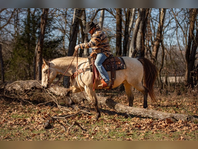 Quarter horse américain Hongre 12 Ans 155 cm Buckskin in Santa Fe
