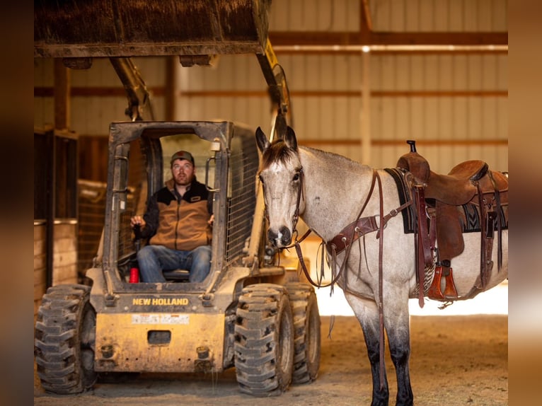 Quarter horse américain Hongre 12 Ans 155 cm Buckskin in Santa Fe