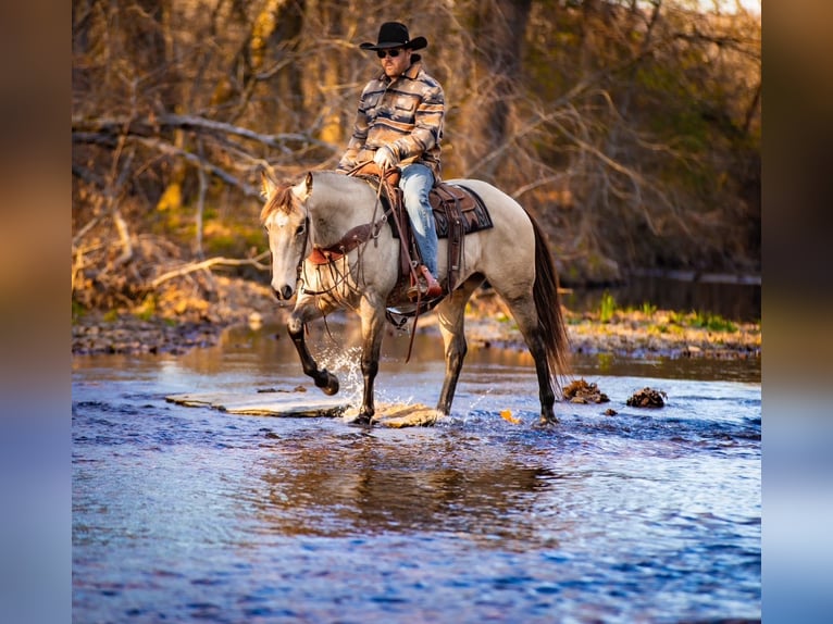 Quarter horse américain Hongre 12 Ans 155 cm Buckskin in Santa Fe