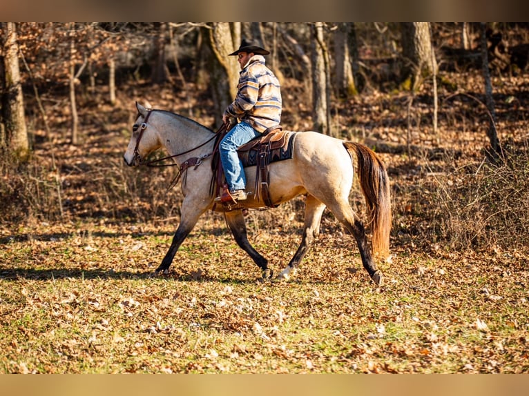 Quarter horse américain Hongre 12 Ans 155 cm Buckskin in Santa Fe
