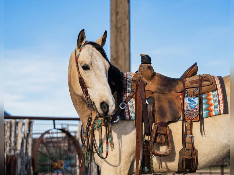 Quarter horse américain Hongre 12 Ans 155 cm Buckskin in Wickenburg