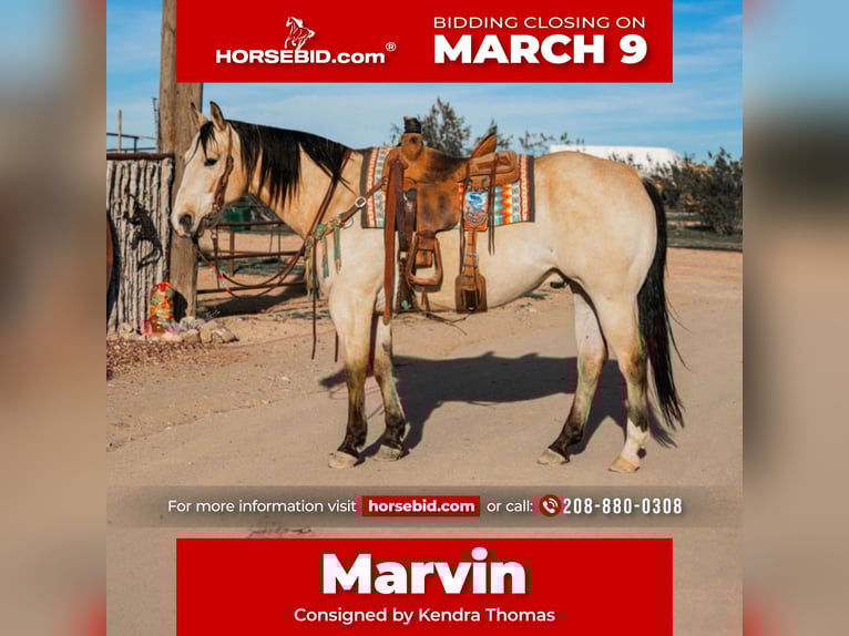 Quarter horse américain Hongre 12 Ans 155 cm Buckskin in Wickenburg