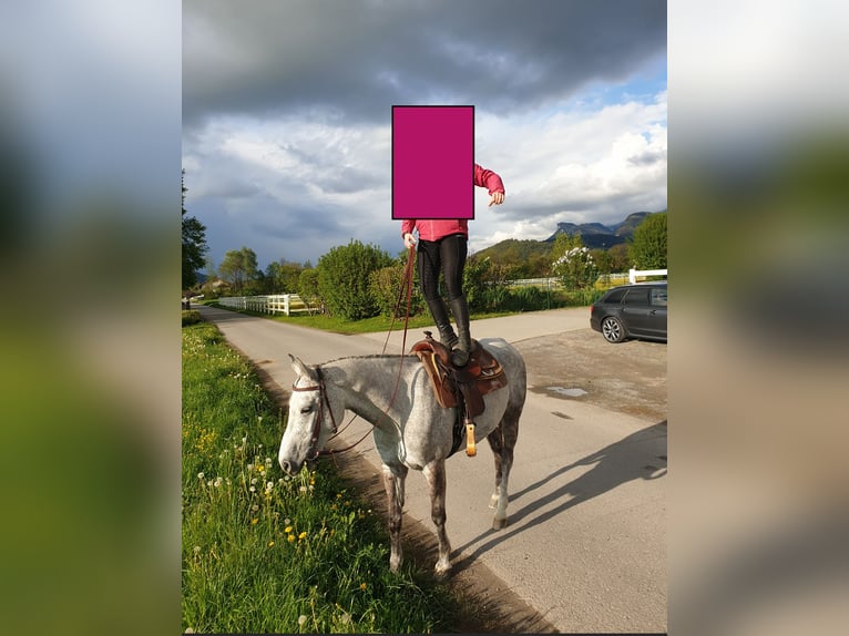 Quarter horse américain Hongre 12 Ans 155 cm Gris in Rankweil