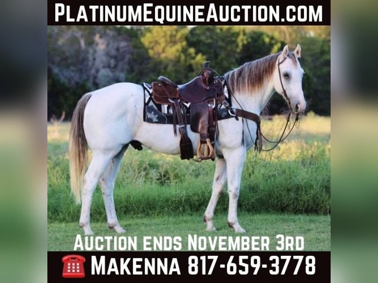 Quarter horse américain Hongre 12 Ans 155 cm Gris in Stephenville Tx