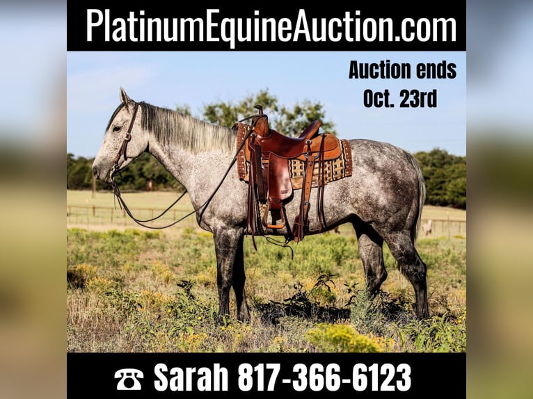 Quarter horse américain Hongre 12 Ans 155 cm Gris in Weatherford, TX