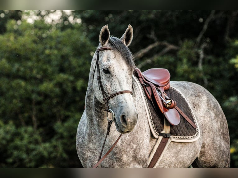 Quarter horse américain Hongre 12 Ans 155 cm Gris in Weatherford, TX