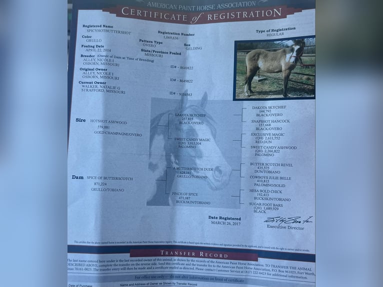 Quarter horse américain Hongre 12 Ans 155 cm Grullo in Canyon TX