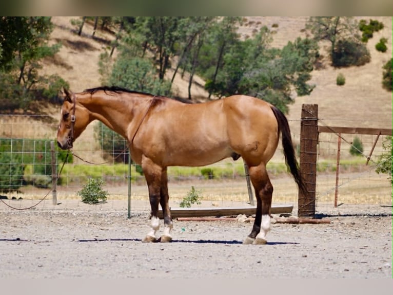 Quarter horse américain Hongre 12 Ans 155 cm Isabelle in Tres Pinos