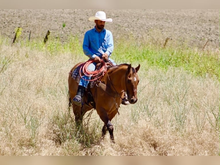Quarter horse américain Hongre 12 Ans 155 cm Isabelle in Tres Pinos
