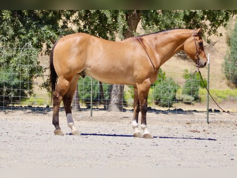 Quarter horse américain Hongre 12 Ans 155 cm Isabelle in Tres Pinos