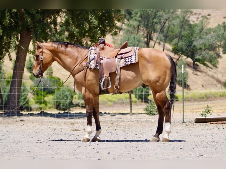 Quarter horse américain Hongre 12 Ans 155 cm Isabelle in Tres Pinos