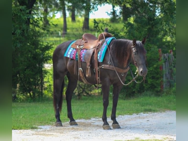 Quarter horse américain Hongre 12 Ans 155 cm Noir in Whitesboro