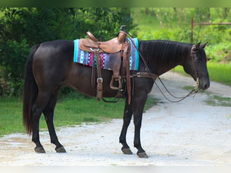 Quarter horse américain Hongre 12 Ans 155 cm Noir in Whitesboro