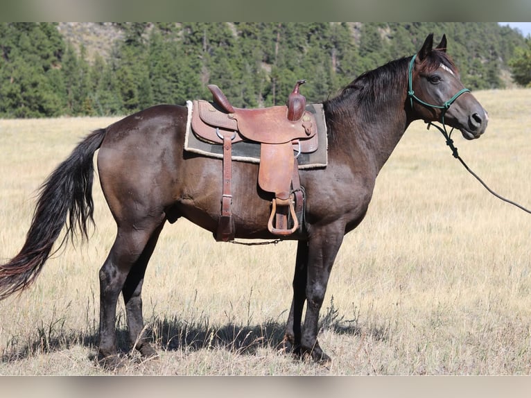 Quarter horse américain Hongre 12 Ans 155 cm Noir in Fort Collins