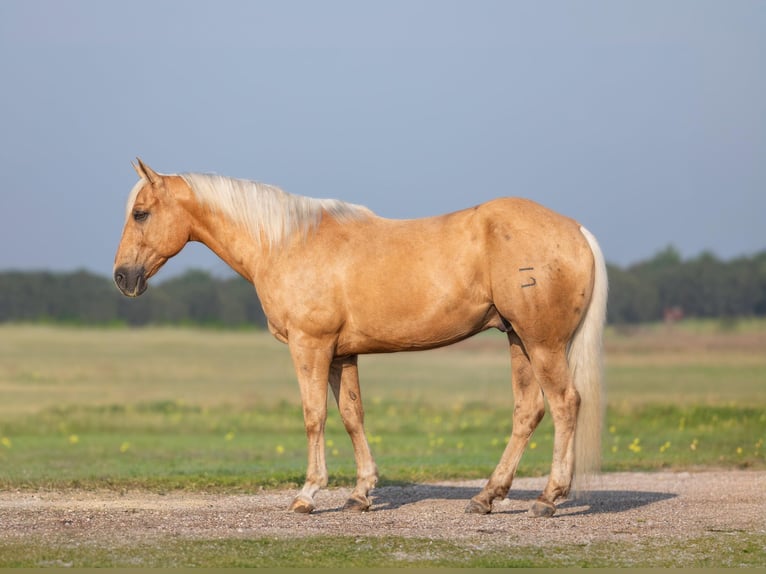 Quarter horse américain Hongre 12 Ans 155 cm Palomino in Granbury TX