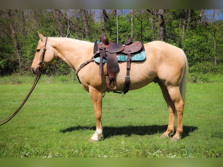 Quarter horse américain Hongre 12 Ans 155 cm Palomino in Hillsboro KY