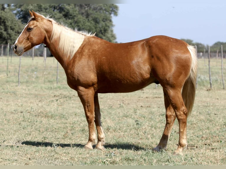 Quarter horse américain Hongre 12 Ans 155 cm Palomino in lIpan TX
