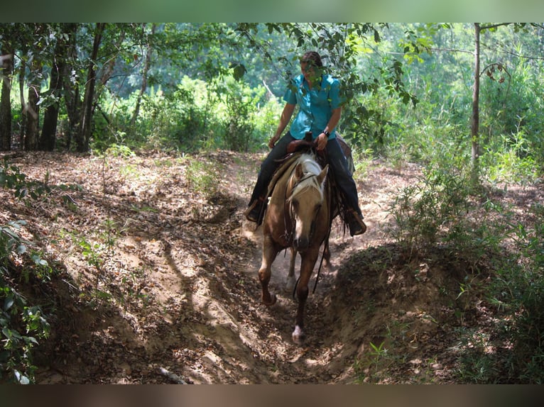 Quarter horse américain Hongre 12 Ans 155 cm Palomino in Rusk TX