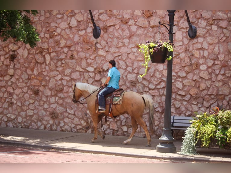 Quarter horse américain Hongre 12 Ans 155 cm Palomino in Rusk TX